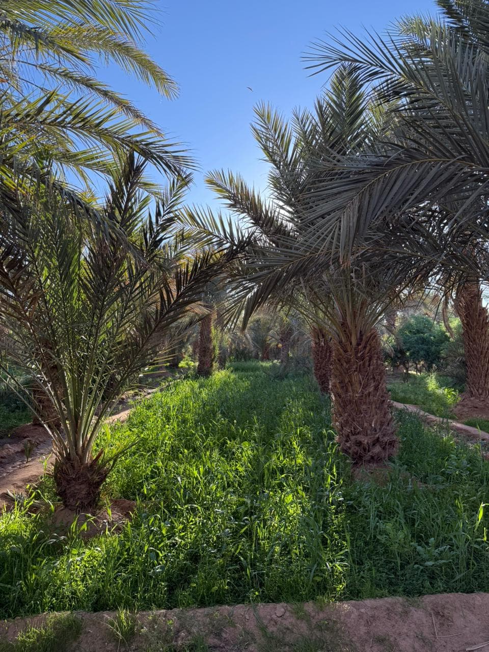 The Desert’s Third Way: Why the Amazigh Oasis is a Living Miracle